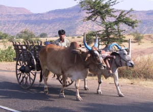 Char à boeufs dans la campagne indienne